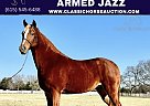 Tennessee Walking - Horse for Sale in Lewisburg, TN 37091 Tennessee Walking - Horse for Sale in Lewisburg, TN 37091