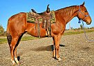 Quarter Horse - Horse for Sale in Xenia, OH 45385 Quarter Horse - Horse for Sale in Xenia, OH 45385