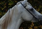 Shagya - Horse for Sale in Szentes,  6600