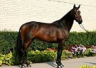 Warmblood - Horse for Sale in Vilnius,  12188
