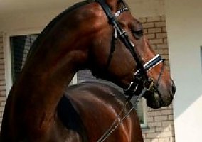 Warmblood (Warmblood, Gelding)
