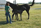 Appendix - Horse for Sale in Fort Wayne, IN 46804 Appendix - Horse for Sale in Fort Wayne, IN 46804