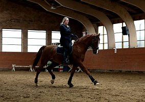Vekas (Trakehner, Gelding)