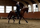 Trakehner - Horse for Sale in Vilnius,  12188