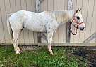 Pony of the Americas - Horse for Sale in Greenville, SC 29615 Pony of the Americas - Horse for Sale in Greenville, SC 29615