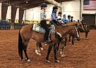 Quarter Horse Mare for Sale in Roosevelt, Utah Quarter Horse Mare for Sale in Roosevelt, Utah