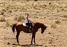 Thoroughbred - Horse for Sale in Winslow, AZ 86047