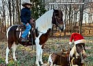 Missouri Fox Trotter - Horse for Sale in BOWLING GREEN, KY 42102