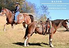 Kentucky Mountain - Horse for Sale in Mount Vernon, KY 40456