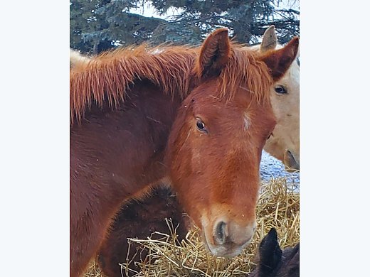 BIG Typy June Colt