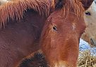 Trakehner - Horse for Sale in Edmonton, AB T6G Trakehner - Horse for Sale in Edmonton, AB T6G
