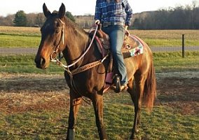 Thoroughbred (Thoroughbred, Mare) in Culpeper, VA