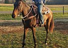 Thoroughbred - Horse for Sale in Culpeper, VA 22701