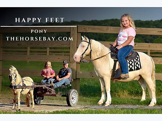 Champagne Pony Gelding