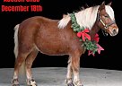 Pony - Horse for Sale in Millersburg, KY 40501 Pony - Horse for Sale in Millersburg, KY 40501