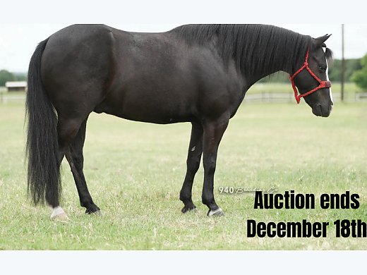 Christmas Pony