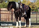 Gypsy Vanner - Horse for Sale in Joshua, TX 40501