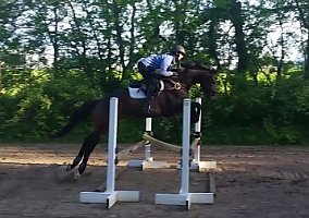 Edwin (Thoroughbred, Gelding) in Hudson, IL
