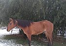 Colonel - Gelding in Middleburg, PA Colonel - Gelding in Middleburg, PA