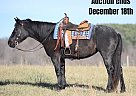 Quarter Horse - Horse for Sale in Brodhead, KY 40501 Quarter Horse - Horse for Sale in Brodhead, KY 40501