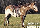 Paint - Horse for Sale in Nancy, KY 40501