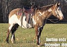 Paint - Horse for Sale in Nancy, KY 40501 Paint - Horse for Sale in Nancy, KY 40501