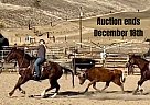 Quarter Horse - Horse for Sale in Bitterwater, CA 40501