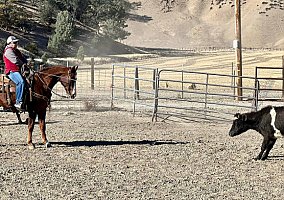 Quarter Horse (Quarter Horse, Gelding) in Bitterwater, CA