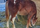 Tennessee Walking - Horse for Sale in Edmonton, AB T6G Tennessee Walking - Horse for Sale in Edmonton, AB T6G