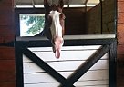 Paint - Horse for Sale in Bonita Springs, FL 34135 Paint - Horse for Sale in Bonita Springs, FL 34135