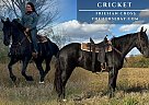 Friesian - Horse for Sale in Sheldon, MO 64784