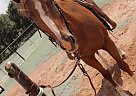 Ginger - Mare in Paradisedise, TX Ginger - Mare in Paradisedise, TX