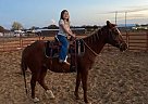 Quarter Pony - Horse for Sale in Stephenville, TX 76401 Quarter Pony - Horse for Sale in Stephenville, TX 76401