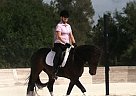 Friesian - Horse for Sale in Bonita Springs, FL 34135 Friesian - Horse for Sale in Bonita Springs, FL 34135