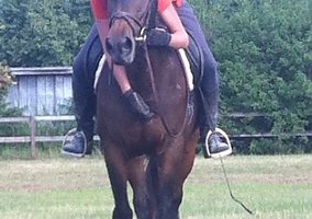 Friesian (Friesian, Mare) in Bonita Springs, FL
