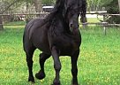 Friesian - Horse for Sale in Bonita Springs, FL 34135