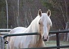 - Mare in Laurentian Hills, MI - Mare in Laurentian Hills, MI