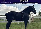 Percheron - Horse for Sale in Shelbyville, Bedford, TN 37160