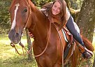 Quarter Horse - Horse for Sale in Pataskala, OH Quarter Horse - Horse for Sale in Pataskala, OH