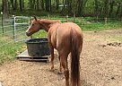 Bo - Gelding in Blairsville, GA Bo - Gelding in Blairsville, GA