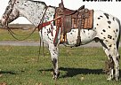 Appaloosa - Horse for Sale in Effingham, IL 40501