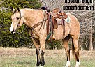 Quarter Horse - Horse for Sale in Greenville, KY 40501