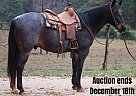 Quarter Horse - Horse for Sale in Rusk, TX 40501