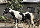 Sunny - Gelding in STEAMBOAT SPRINGS, CO Sunny - Gelding in STEAMBOAT SPRINGS, CO