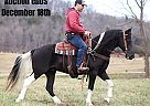 Tennessee Walking - Horse for Sale in Whitley City, KY 40501