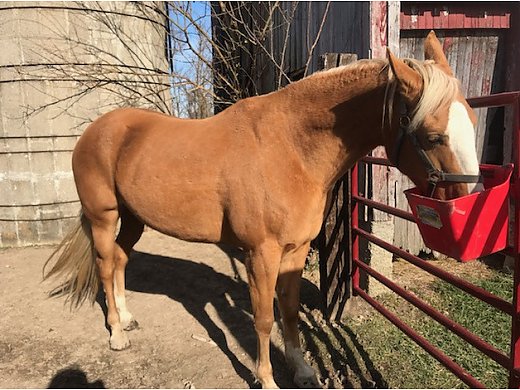 Tennessee Walker