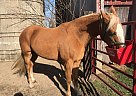 Tennessee Walking - Horse for Sale in Alexandria, IN 46001