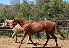 Gold Cover - Gelding in Murrieta, CA Gold Cover - Gelding in Murrieta, CA