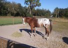 Appaloosa - Horse for Sale in Homosassa, FL 34446