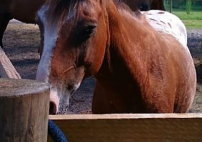 Appaloosa (Appaloosa, Gelding) in Homosassa, FL